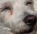 rushydoggy