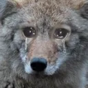 cry