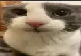 sadcat