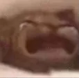 KITTYSCREAM