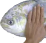 PetTheFishe PetTheFishe