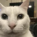cannycat