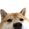 ShibaLurking
