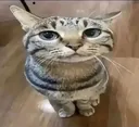 cute_cat