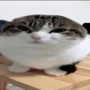 strecheddwawa
