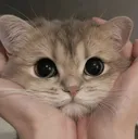 zzzz_ritu_cat zzzz_ritu_cat