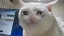 sad_cat3