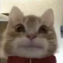 cat_o_o