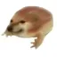 Tasdid_ka_frog Tasdid_ka_frog