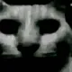 VoidCat