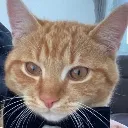 MrCat