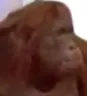 cbmonkemoment