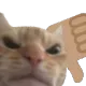 Thumbsdowncat Discord Emoji
