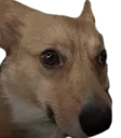 dwightawk