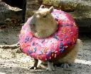 capybara44