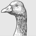 goose