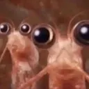 react_Krill