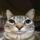 kdmagnetgato