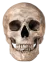 skull2