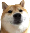 4736cedogelook Discord Emoji