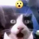 CatPog CatPog