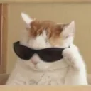 cat_cool