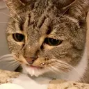 catSadMilk