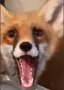 hapfox