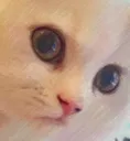 MilkZoom MilkZoom