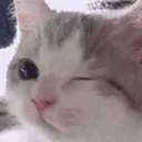 Cat Wink cat_wink Discord Emoji
