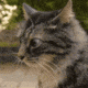 catwaitwhat