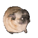 dancingpug