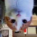 thisistheupsidedowncat