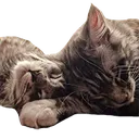 kittensSLEEP