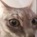 Cat Sus cat_sus Discord Emoji