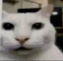 gato