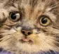 pallascat