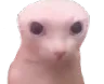 bingus_bald_ok