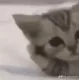 SR_Cat_1
