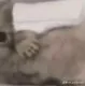 SR_Cat_2