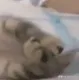 SR_Cat_3