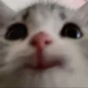 happycat