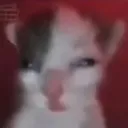 cat7