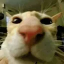 Hehe Cat hehecat Discord Emoji