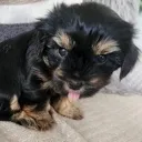 Coco Coco
