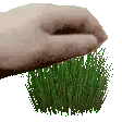 grass