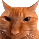 orangecatstare