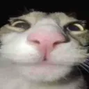 shockedcat