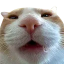 cathuhwhatconfused