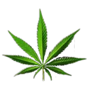 dealer